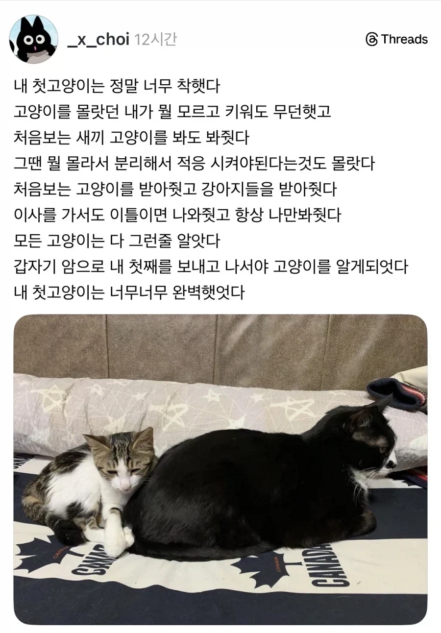 우리 고양이는 정말 정말 착했다.jpg_1.webp