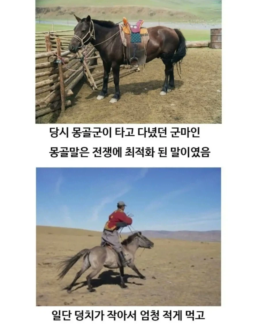 유익한이야기) 여기 볼품 없어 보이는 몽골말이 있습니다_4.webp