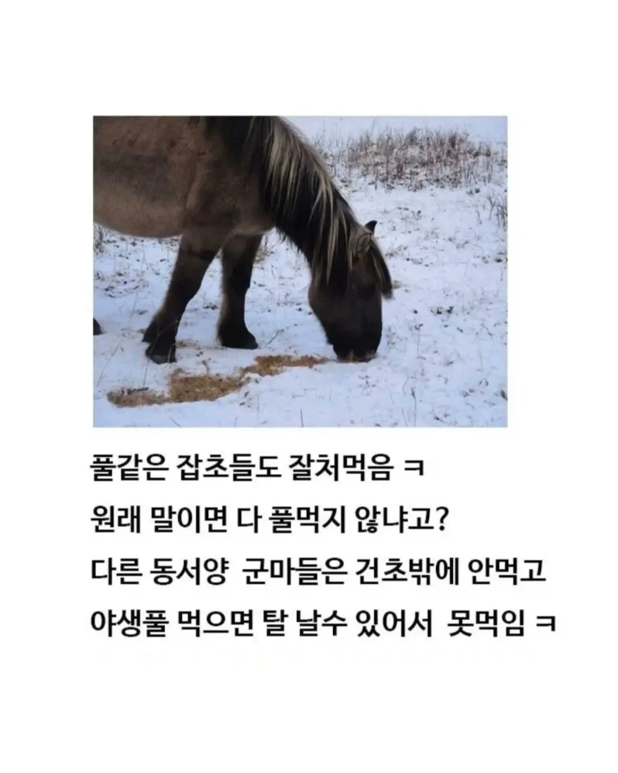 유익한이야기) 여기 볼품 없어 보이는 몽골말이 있습니다_5.webp