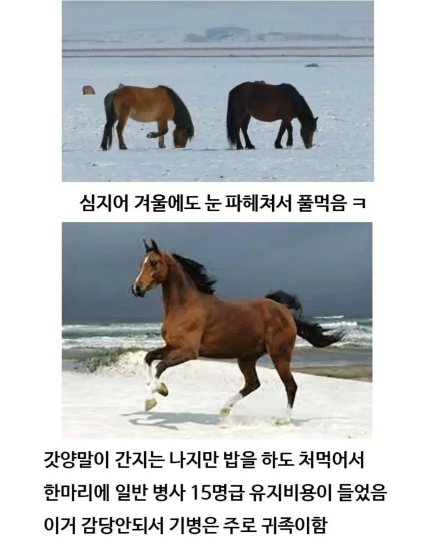 유익한이야기) 여기 볼품 없어 보이는 몽골말이 있습니다_6.webp