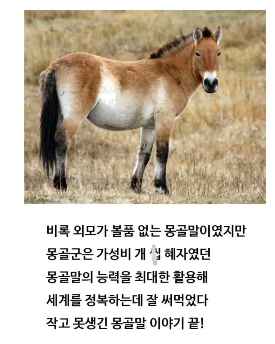 유익한이야기) 여기 볼품 없어 보이는 몽골말이 있습니다_14.webp