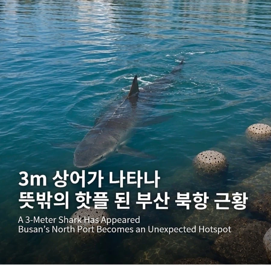 부산에서 상어나왔다고 난리난이유 . fullcourse_1.webp