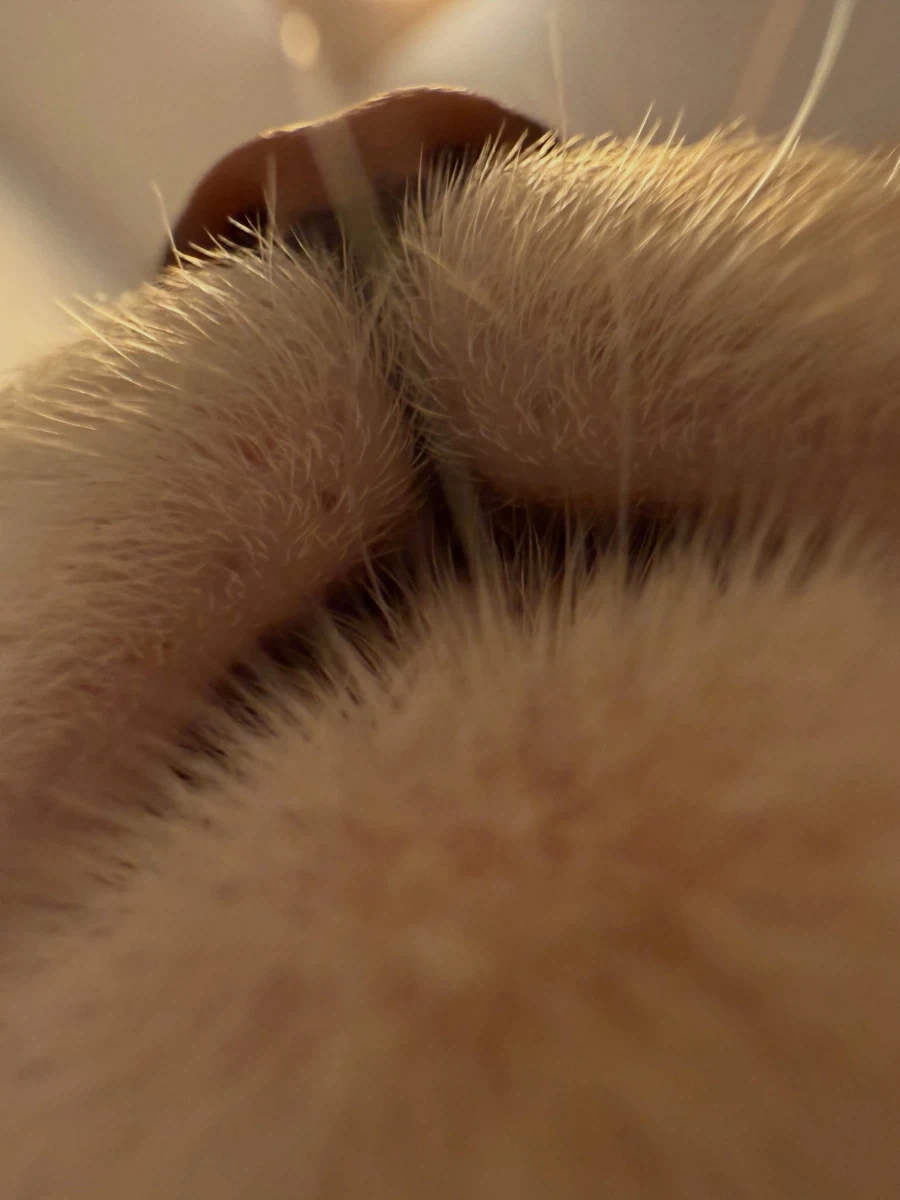 고양이 뽕주댕이..._1.webp