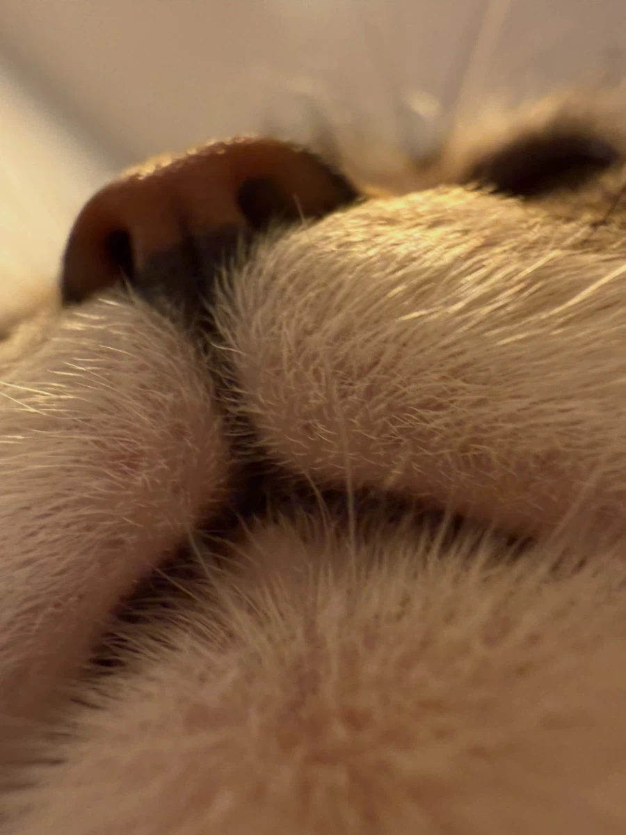 고양이 뽕주댕이..._2.webp