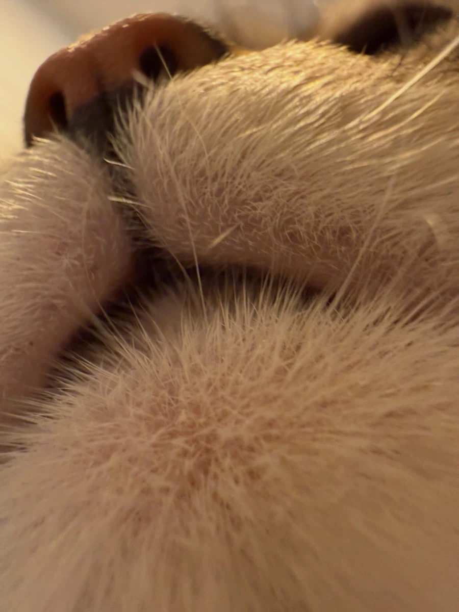 고양이 뽕주댕이..._3.webp
