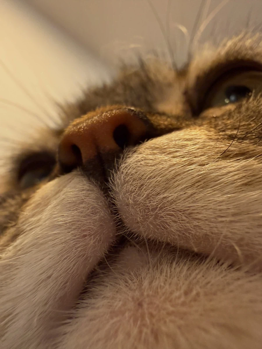 고양이 뽕주댕이..._4.webp