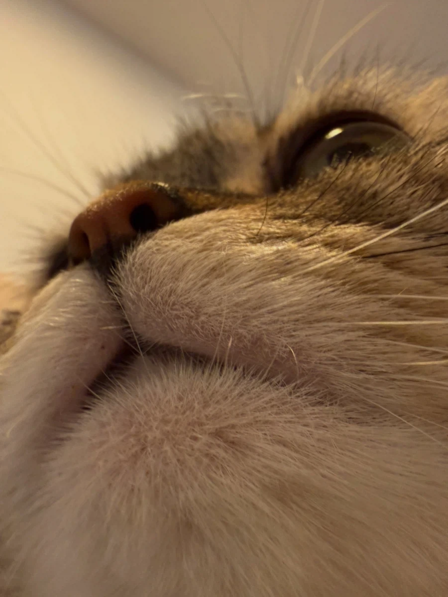 고양이 뽕주댕이..._5.webp