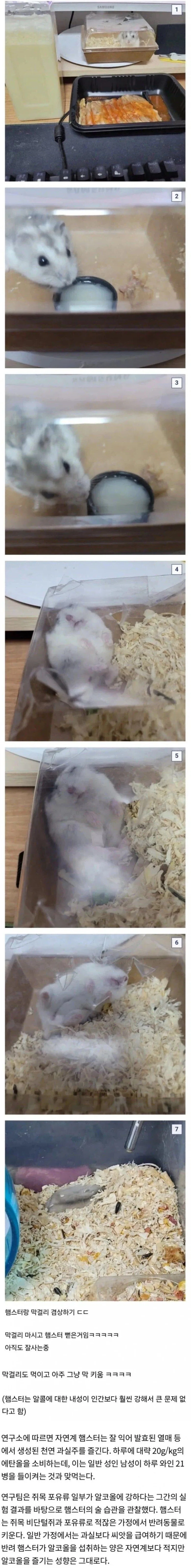 햄스터에게 막걸리 먹임_1.webp