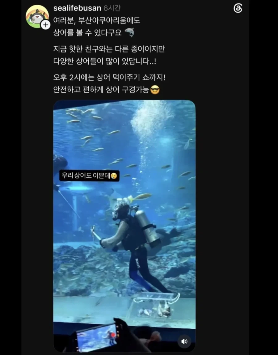 부산 상어 흥행보고 관심 좀 달라는 부산아쿠아리움.jpg_1.webp