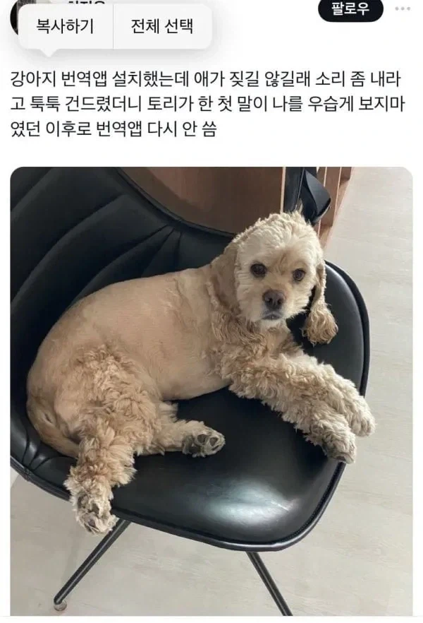 강아지 번역앱 수준_1.webp