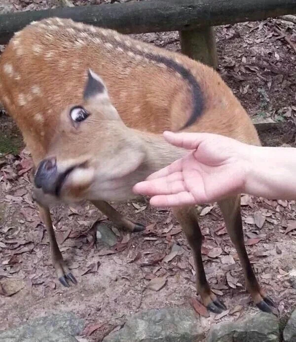합성없는 원본 짤_2.webp