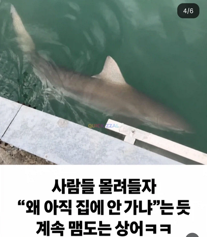 비교되는 상어 두 마리_1.webp