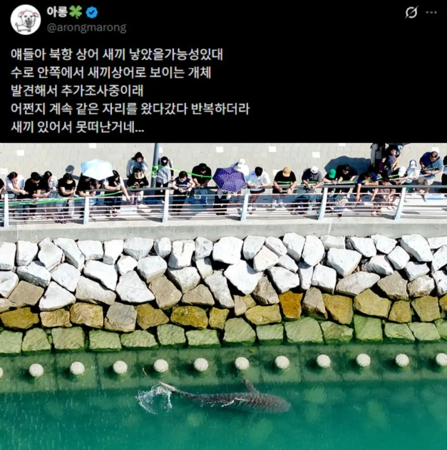 부산 상어가 공원을 못 떠나는 이유_1.webp