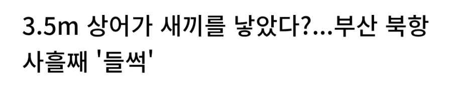 부산 상어가 공원을 못 떠나는 이유_2.webp