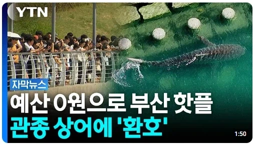 어딘가에는 폭력적인 부산 상어 관련 썸네일.jpg_1.webp