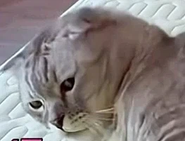 고양이가 뱀의 천적인 이유_4.webp