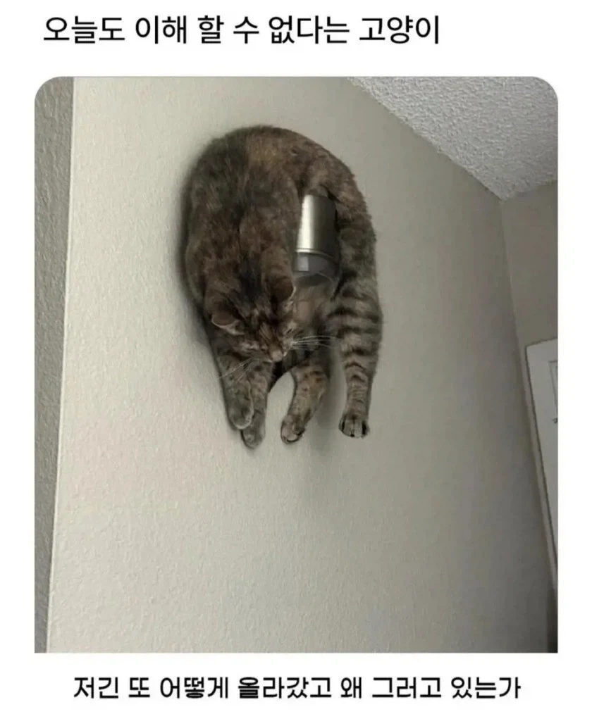 이해할 수 없다는 고양이_1.webp