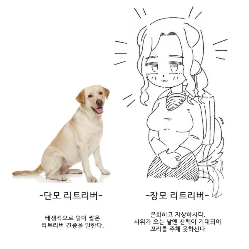 단모종과 장모종의 차이_1.webp