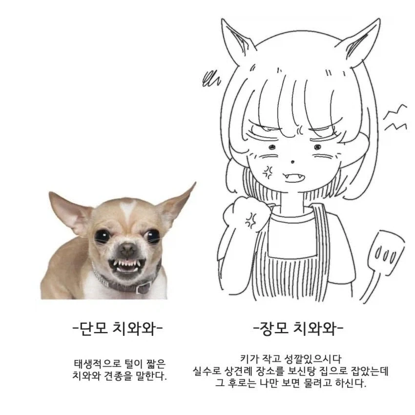 단모종과 장모종의 차이_2.webp