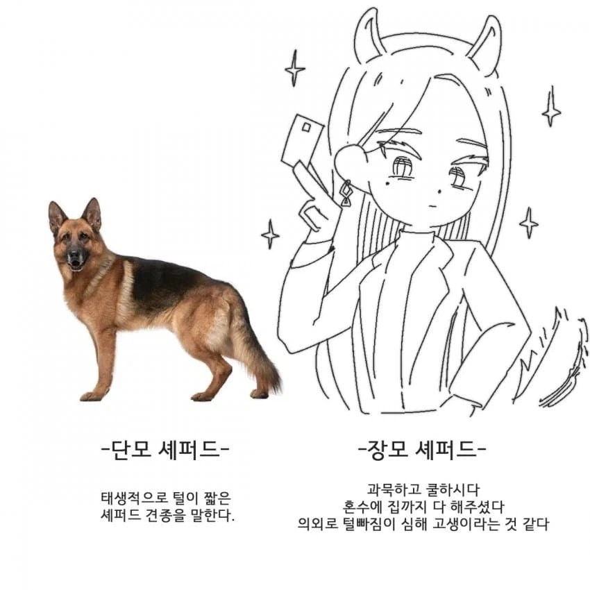 단모종과 장모종의 차이_3.webp