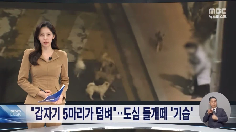 애완동물을 허가제로 바꿔야 하는 이유_1.webp