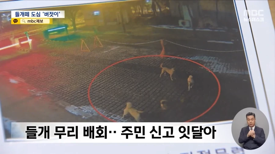 애완동물을 허가제로 바꿔야 하는 이유_3.webp