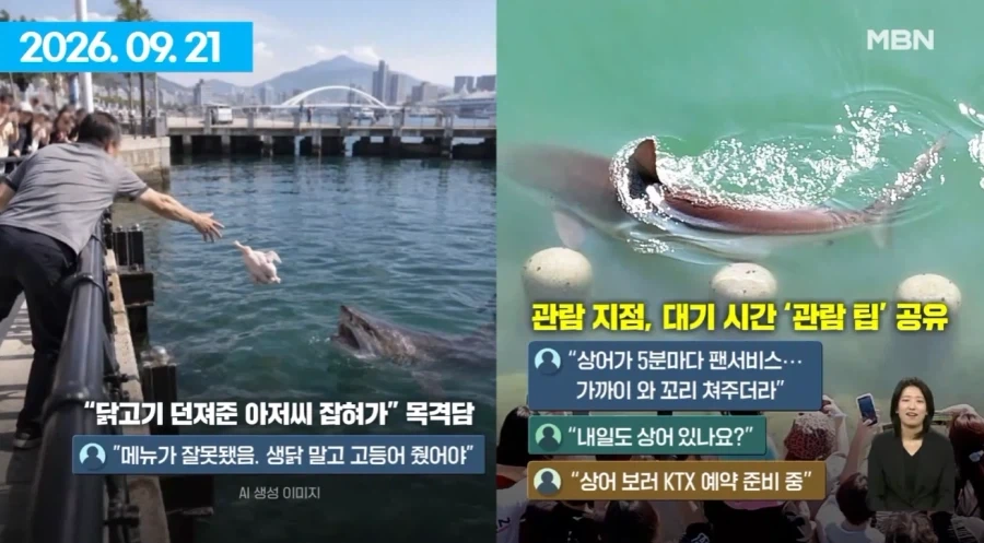 여수섬박람회 부산 상어에 N번째 사망.jpg_3.webp