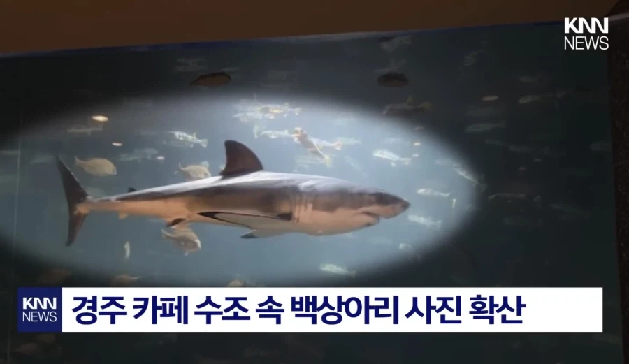 상어가 있으면 커피집이 흥한다고?!!_2.webp