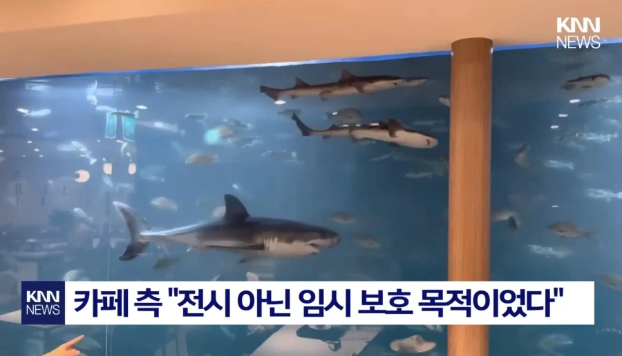 상어가 있으면 커피집이 흥한다고?!!_3.webp