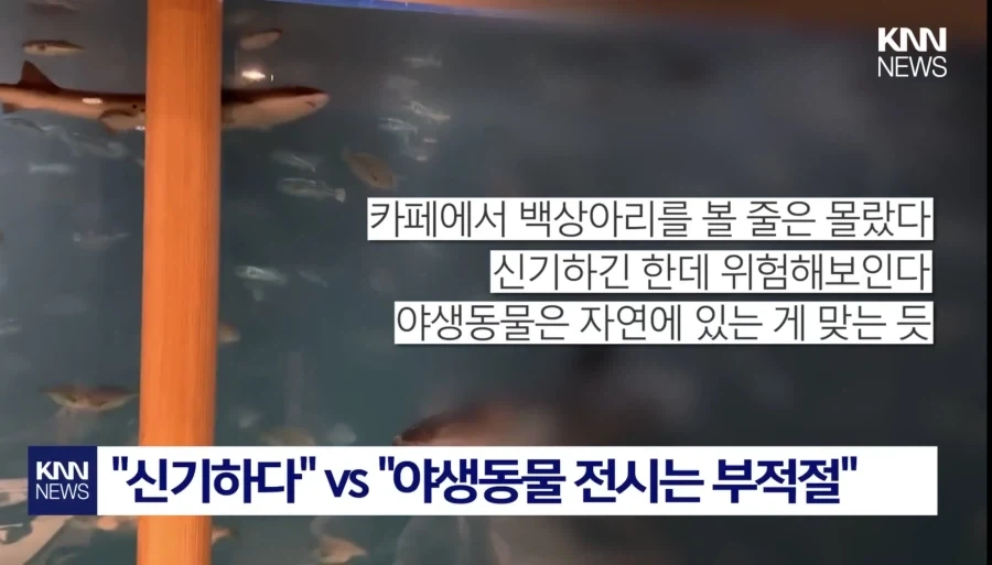 상어가 있으면 커피집이 흥한다고?!!_4.webp