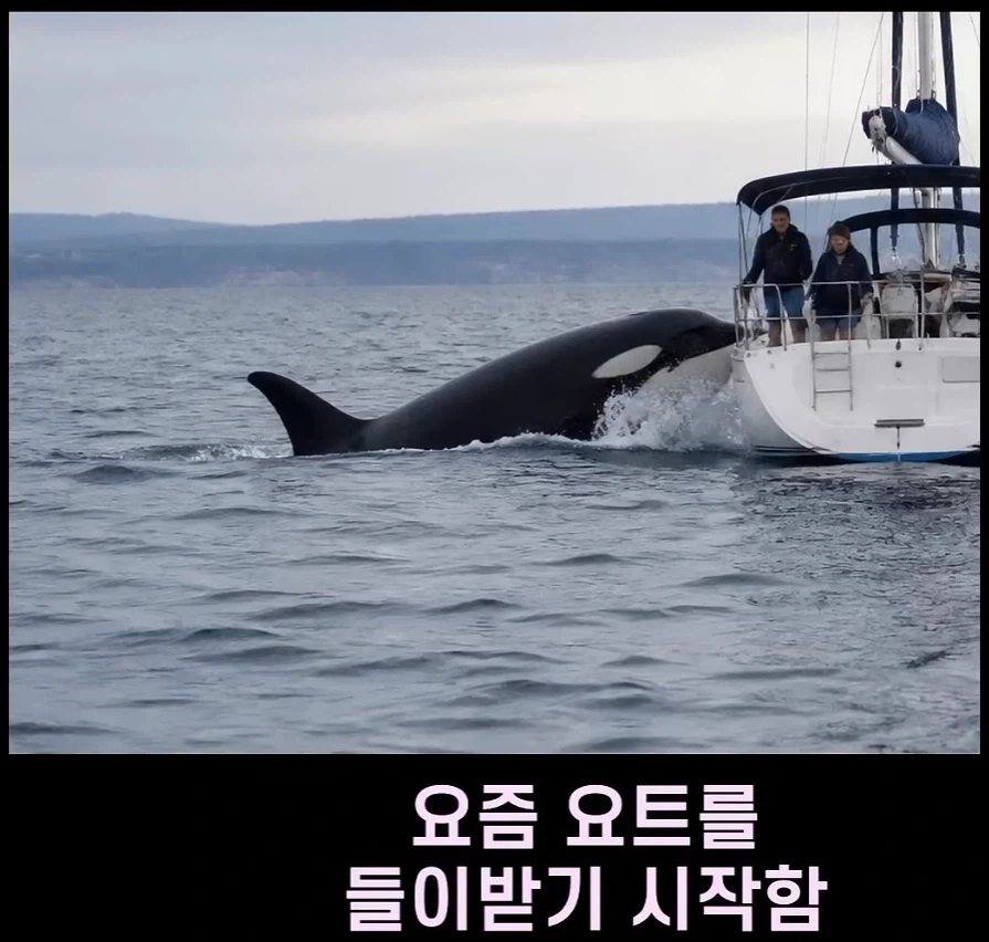 범고래가 사람을 공격하는 사례가 부쩍 늘어난 이유_1.webp