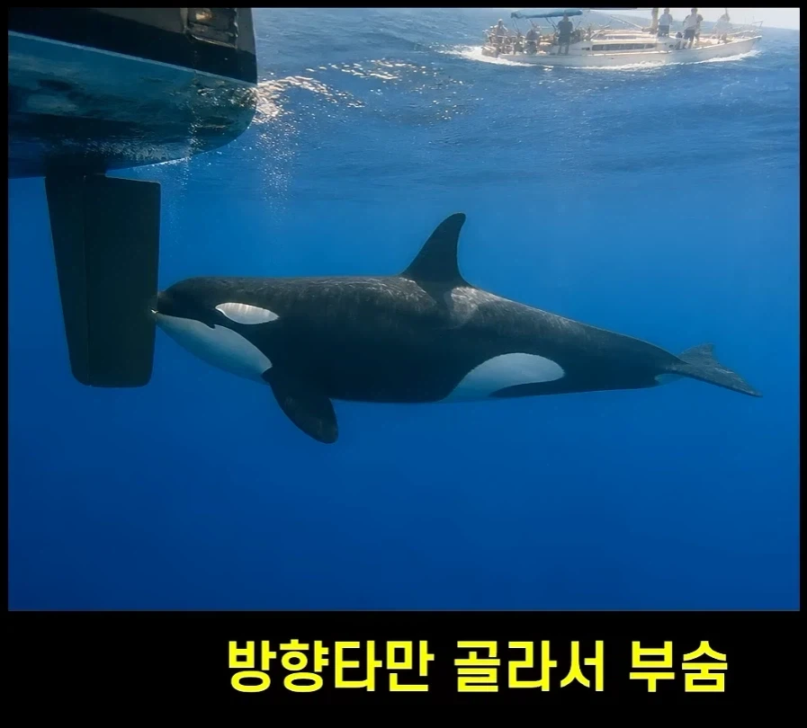 범고래가 사람을 공격하는 사례가 부쩍 늘어난 이유_3.webp