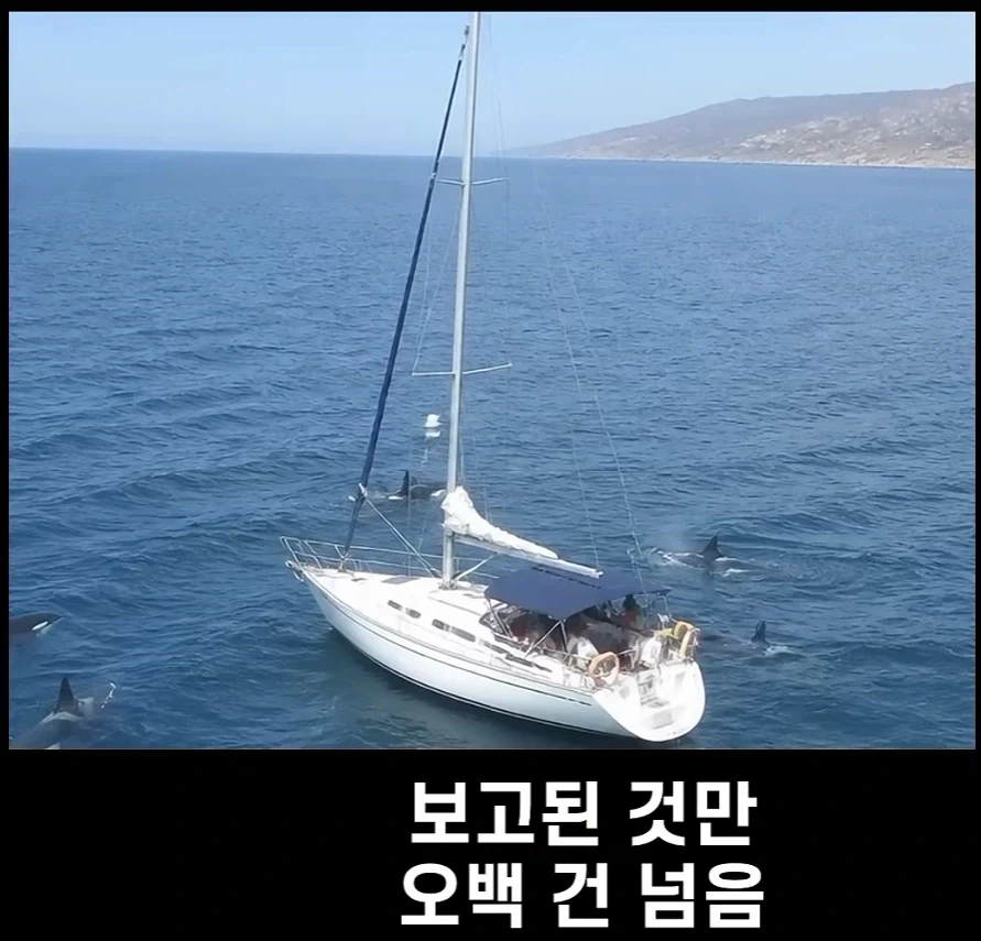 범고래가 사람을 공격하는 사례가 부쩍 늘어난 이유_4.webp