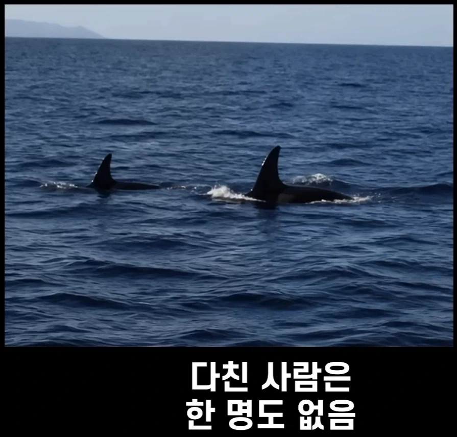 범고래가 사람을 공격하는 사례가 부쩍 늘어난 이유_6.webp