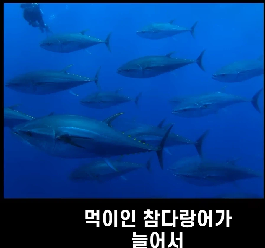 범고래가 사람을 공격하는 사례가 부쩍 늘어난 이유_8.webp