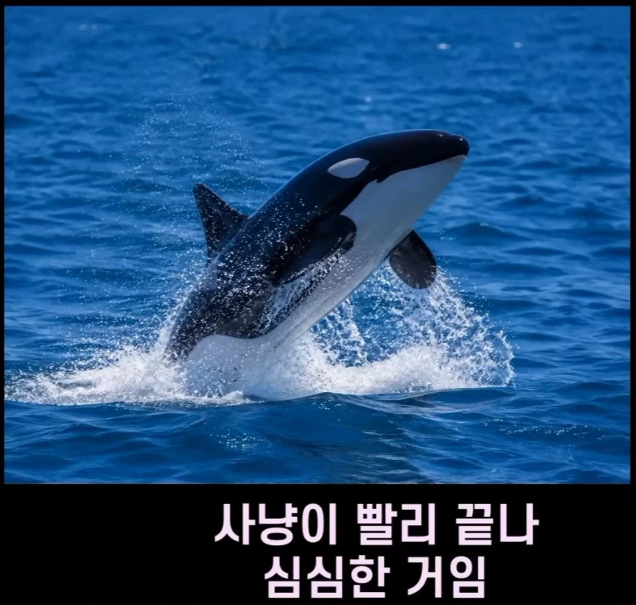 범고래가 사람을 공격하는 사례가 부쩍 늘어난 이유_9.webp