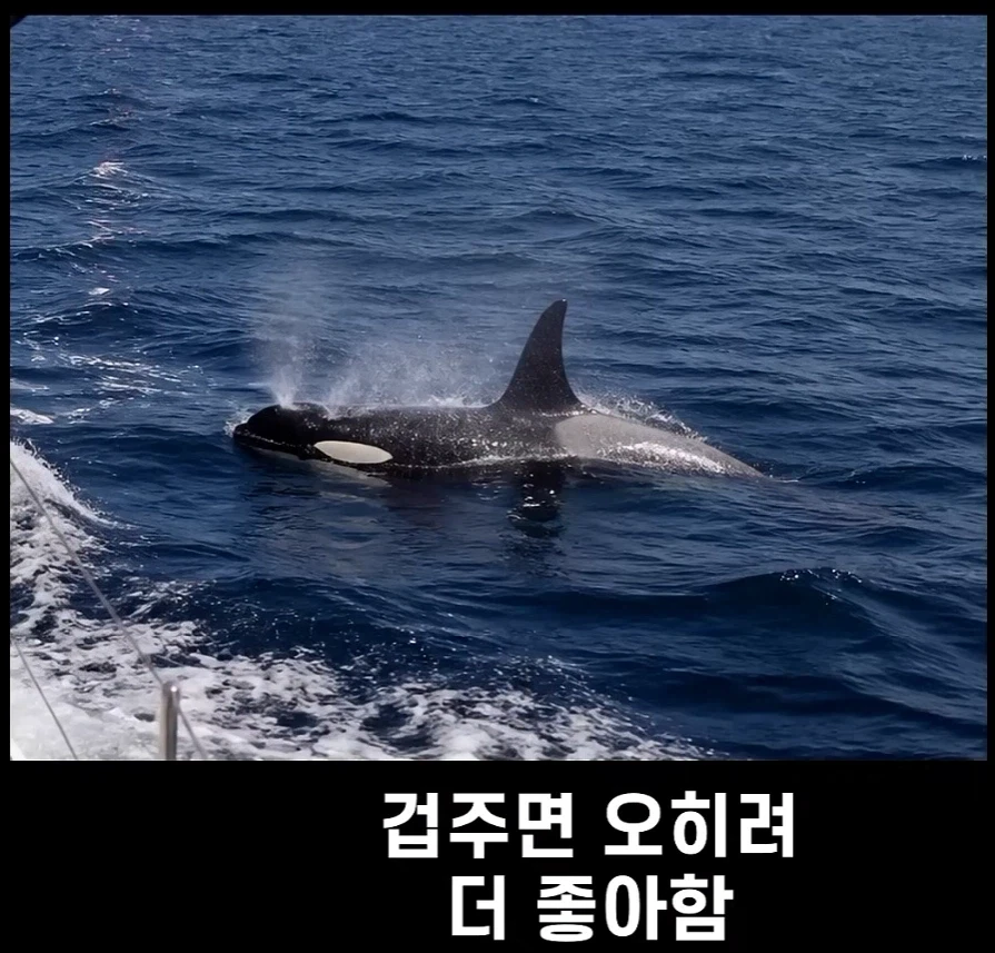 범고래가 사람을 공격하는 사례가 부쩍 늘어난 이유_10.webp