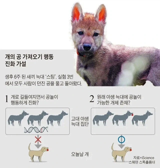 개가 공놀이를 좋아하는 이유에 대한 가설_1.webp