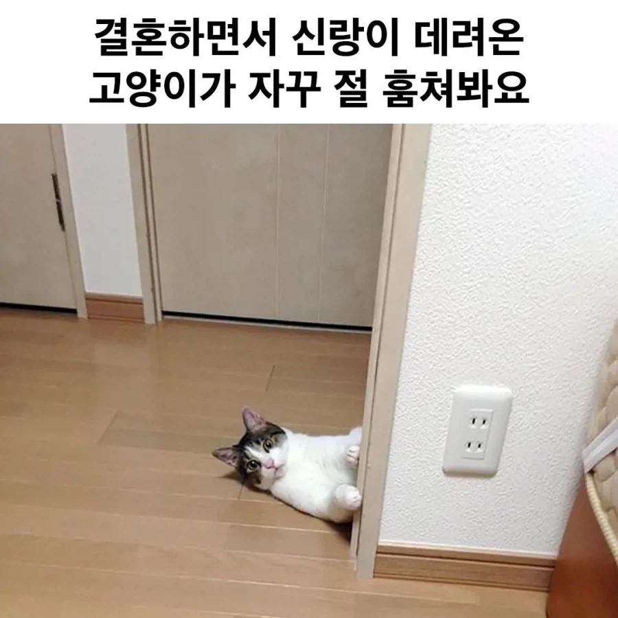 결혼하면서 신랑이 데려온 고양이가 자꾸 훔쳐본다.jpg_1.webp