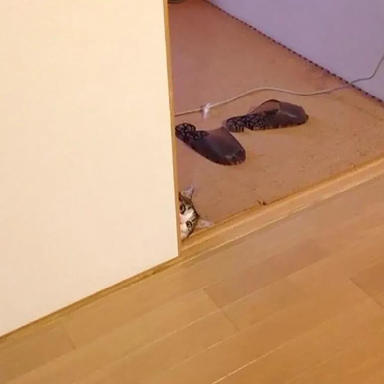 결혼하면서 신랑이 데려온 고양이가 자꾸 훔쳐본다.jpg_4.webp