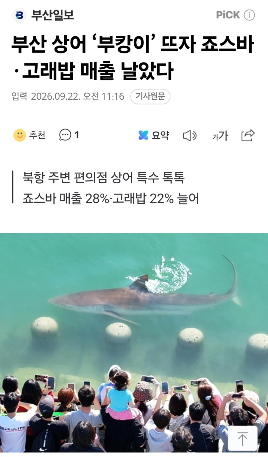 부산 북항 상어 때문에 죠스바,고래밥 매출까지 늘어_1.webp