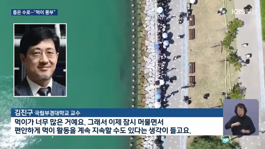 상어가 수로에서 안나가는 이유 전문가 의견_1.webp