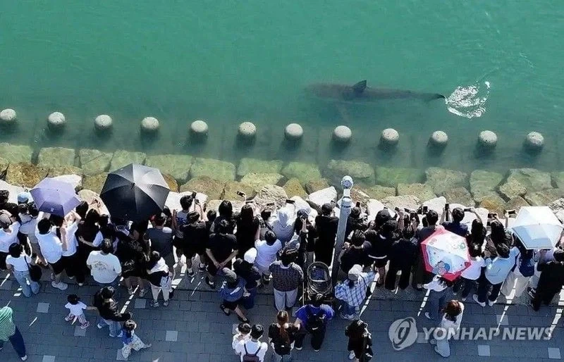 부산 무료상어쇼_3.webp