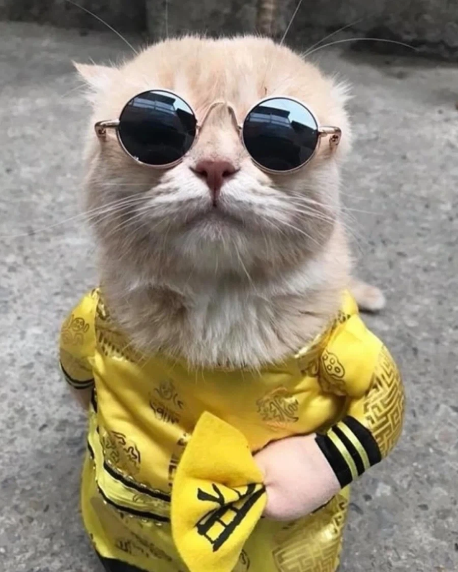 베트남에서 핫했던, 생선가게 고양이 .jpg_1.webp