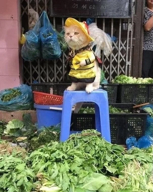 베트남에서 핫했던, 생선가게 고양이 .jpg_2.webp