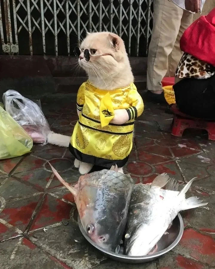 베트남에서 핫했던, 생선가게 고양이 .jpg_4.webp