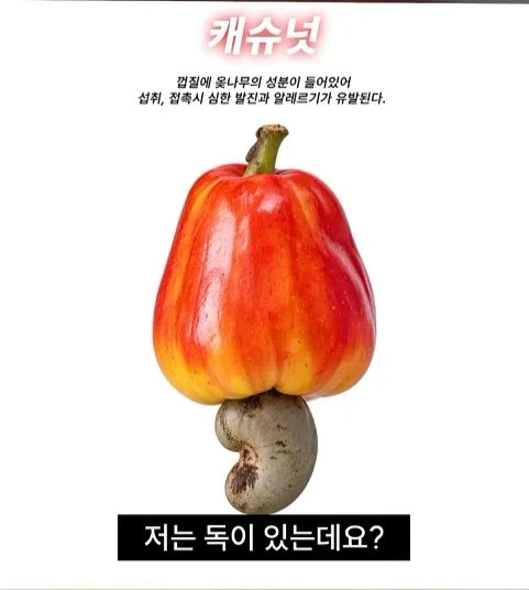독성물질을 먹기위한 인류의 노력_1.webp
