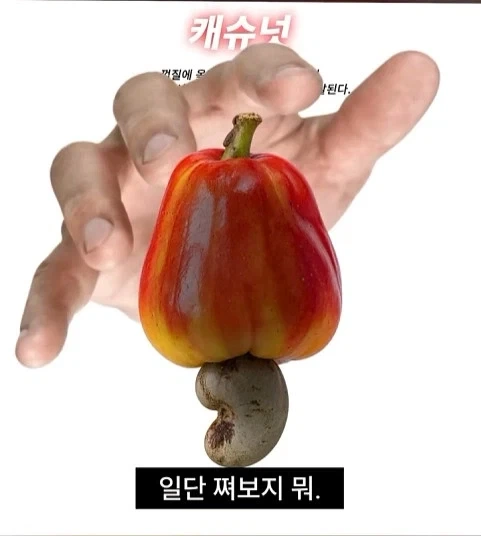 독성물질을 먹기위한 인류의 노력_2.webp
