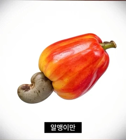 독성물질을 먹기위한 인류의 노력_5.webp