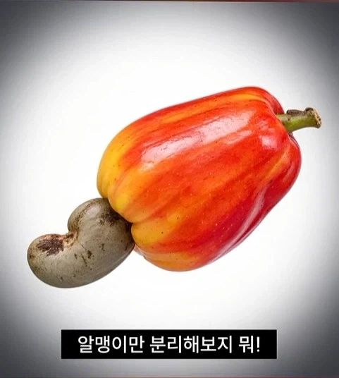 독성물질을 먹기위한 인류의 노력_6.webp